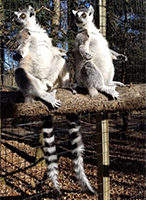Ring-tailed Lemurs, Jake and Miranda200.jpg